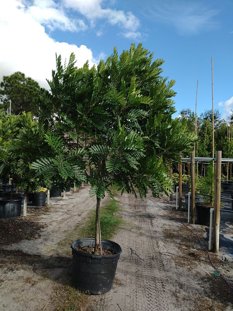 filicium-decipiens-japanese-fern-tree