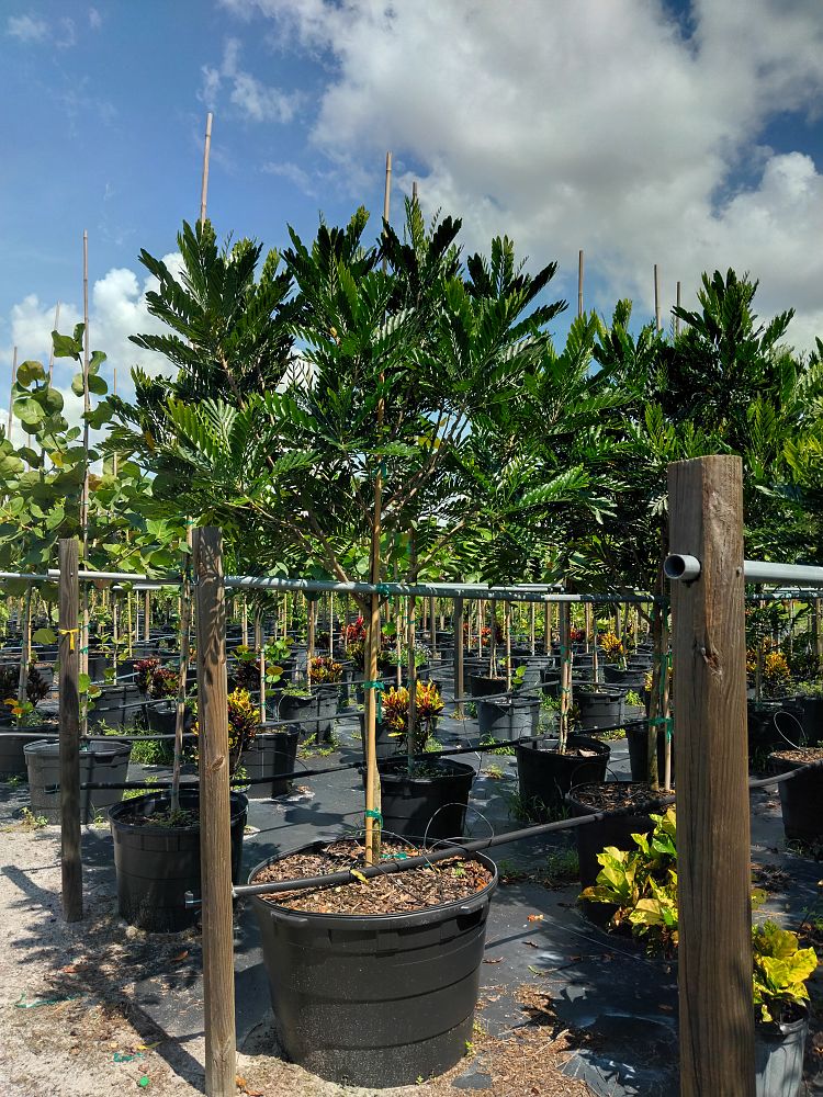 filicium-decipiens-japanese-fern-tree