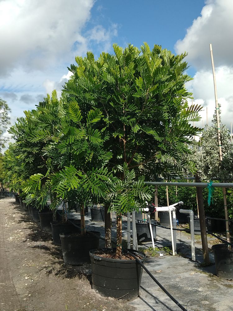 filicium-decipiens-japanese-fern-tree