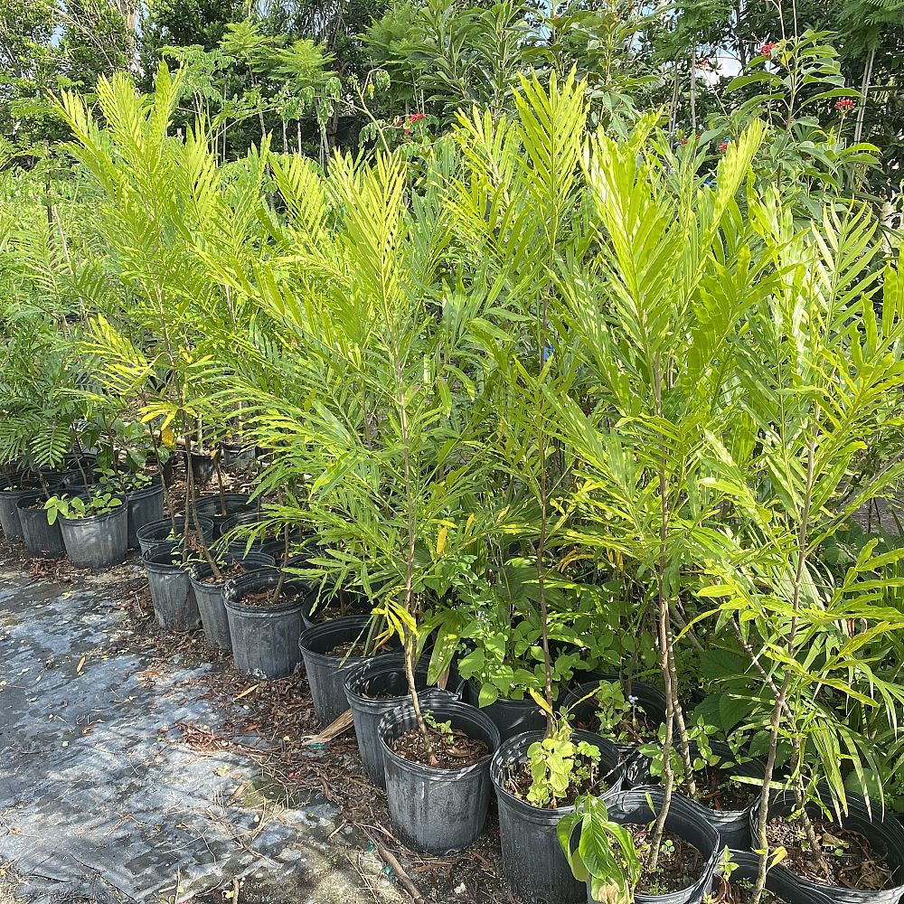 filicium-decipiens-japanese-fern-tree