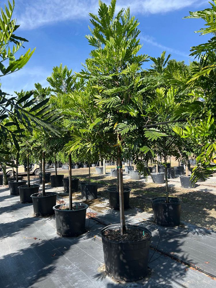 filicium-decipiens-japanese-fern-tree