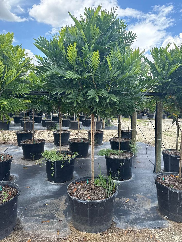 filicium-decipiens-japanese-fern-tree