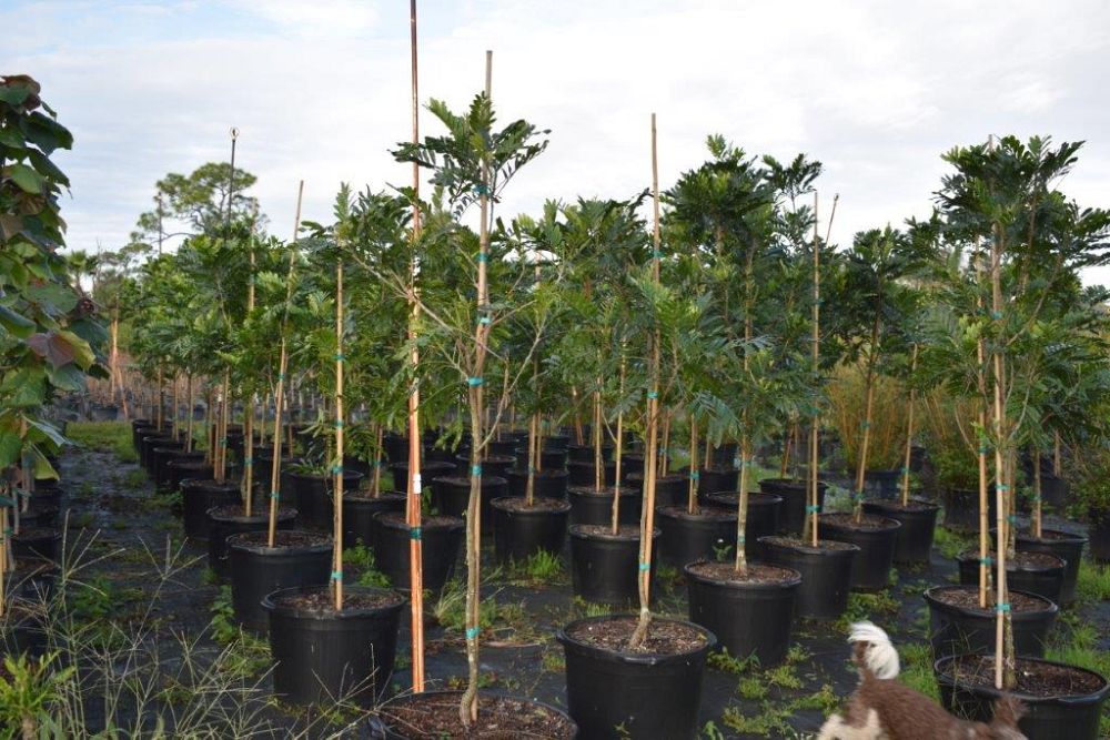 filicium-decipiens-japanese-fern-tree