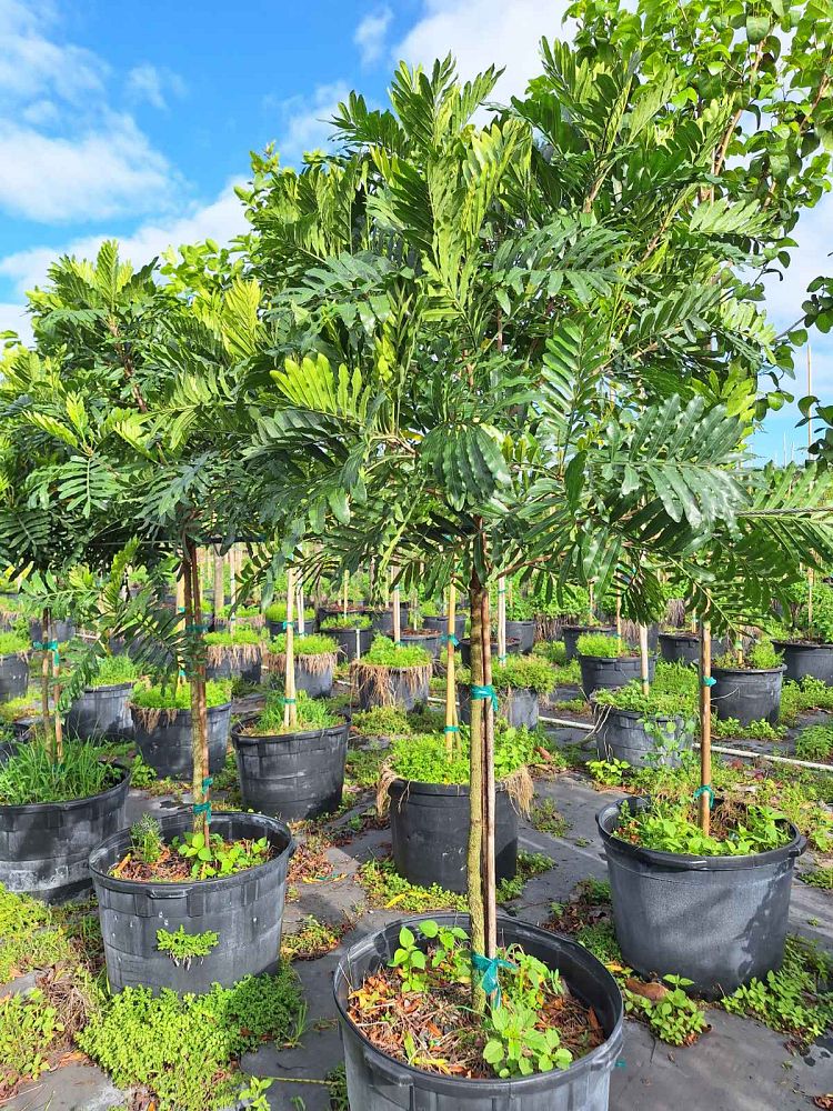 filicium-decipiens-japanese-fern-tree
