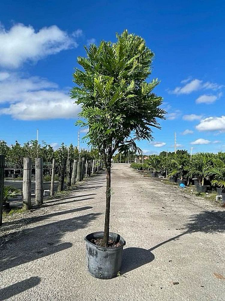 filicium-decipiens-japanese-fern-tree