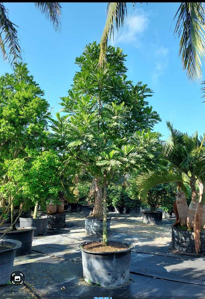 filicium-decipiens-japanese-fern-tree