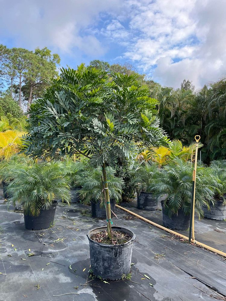 filicium-decipiens-japanese-fern-tree