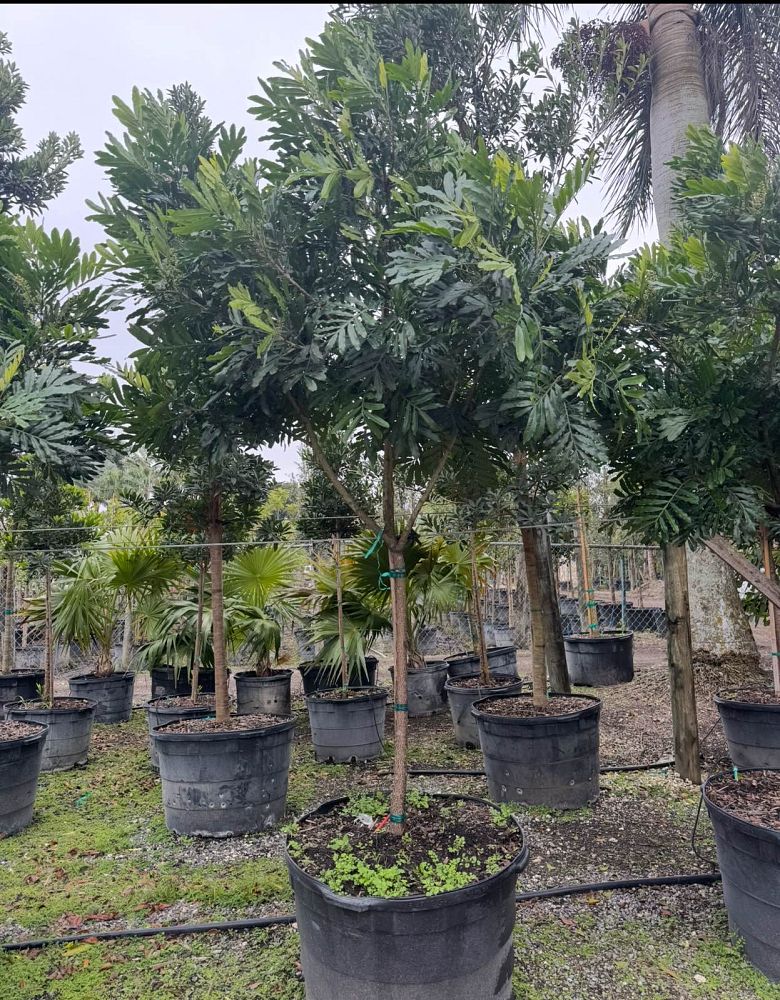 filicium-decipiens-japanese-fern-tree