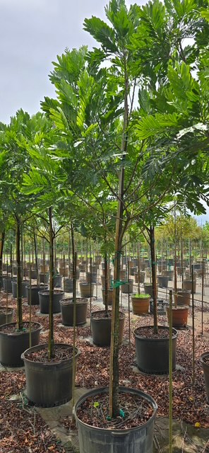 filicium-decipiens-japanese-fern-tree