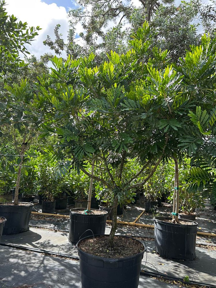 filicium-decipiens-japanese-fern-tree