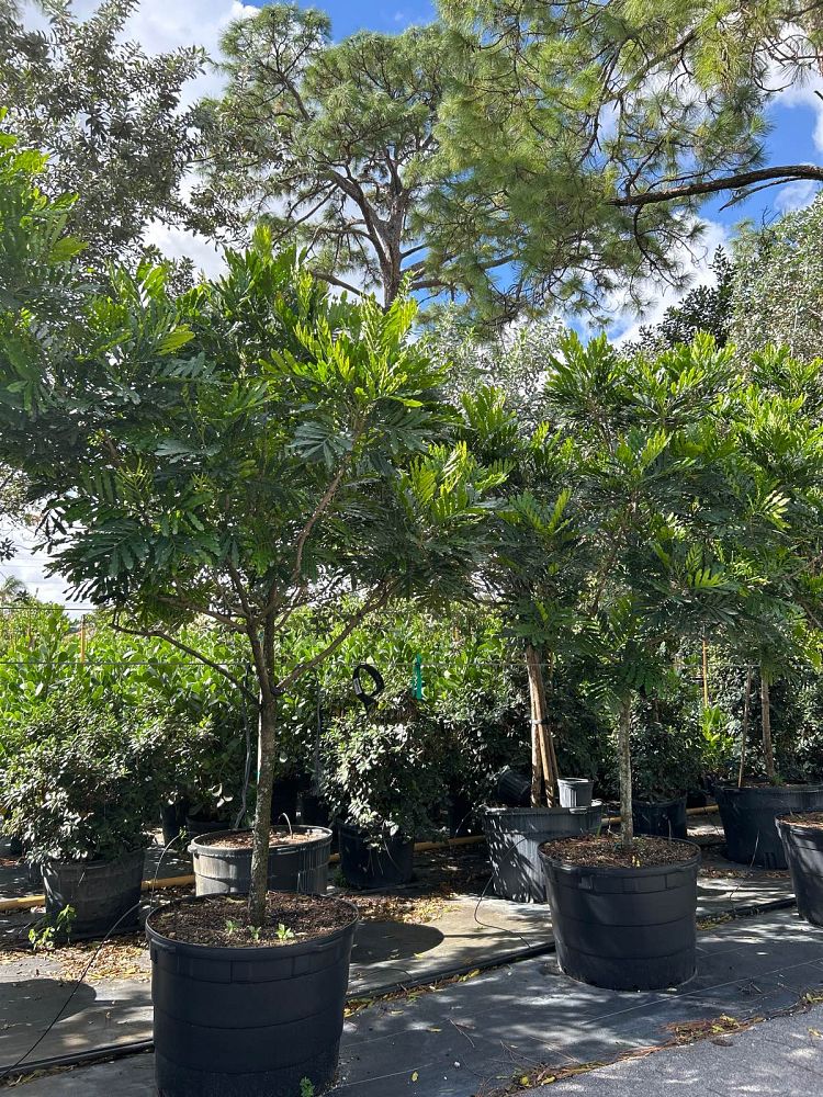 filicium-decipiens-japanese-fern-tree