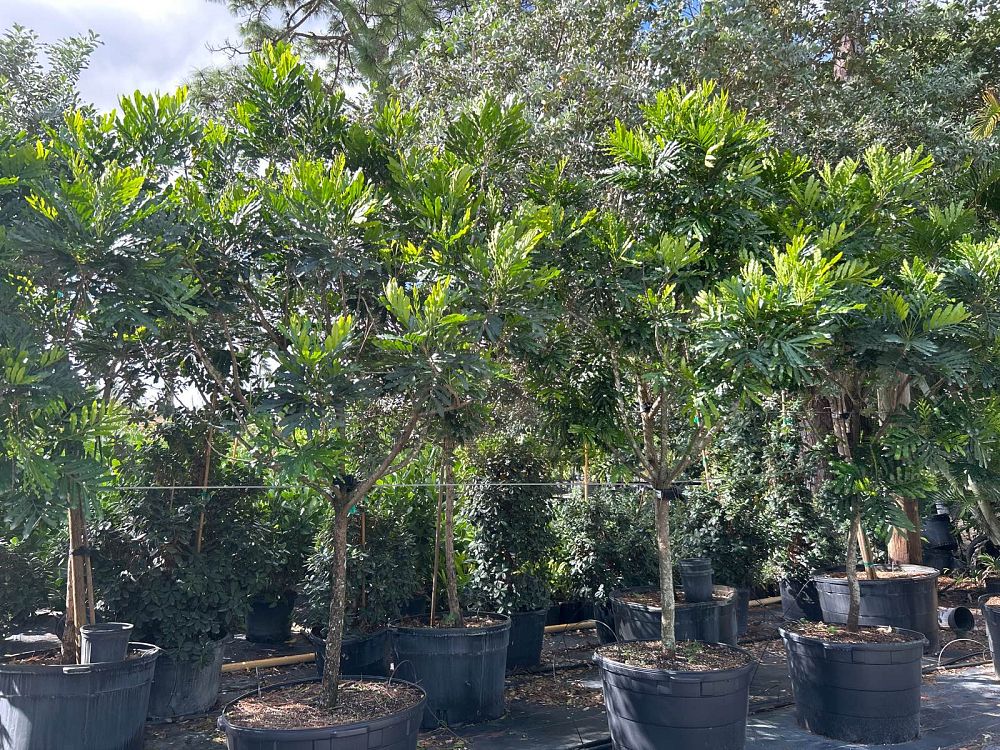 filicium-decipiens-japanese-fern-tree