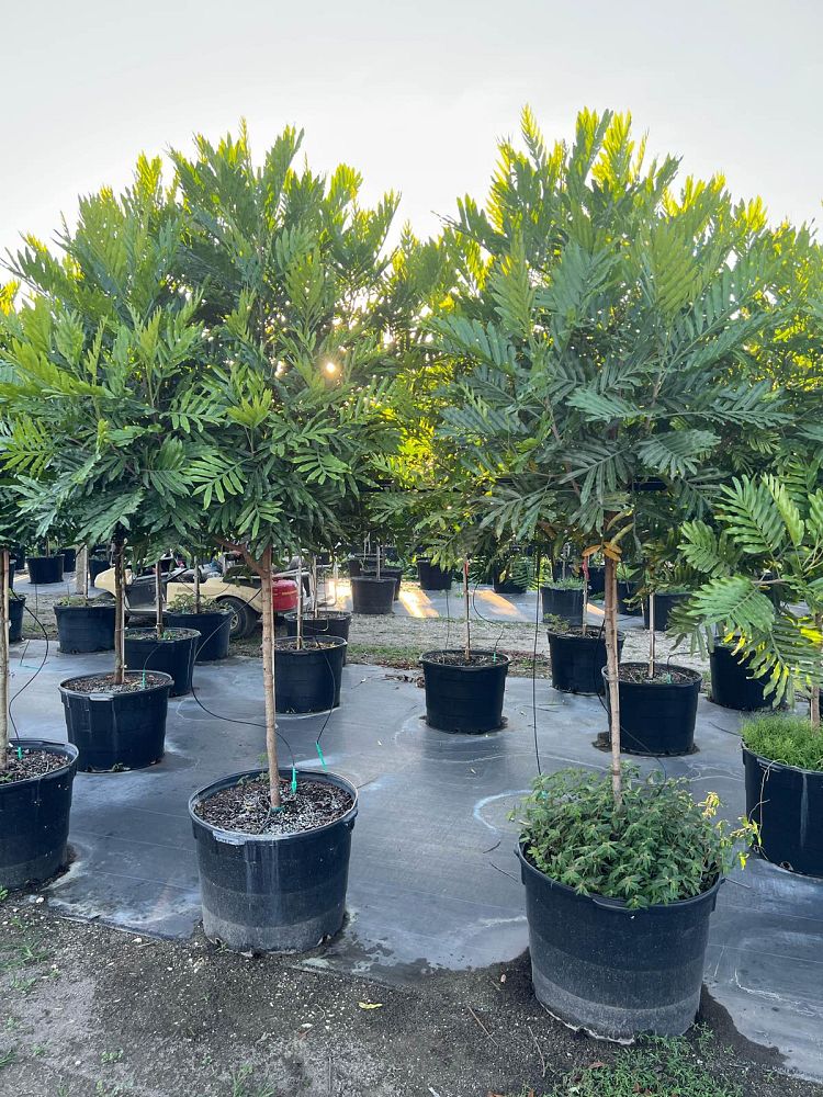 filicium-decipiens-japanese-fern-tree