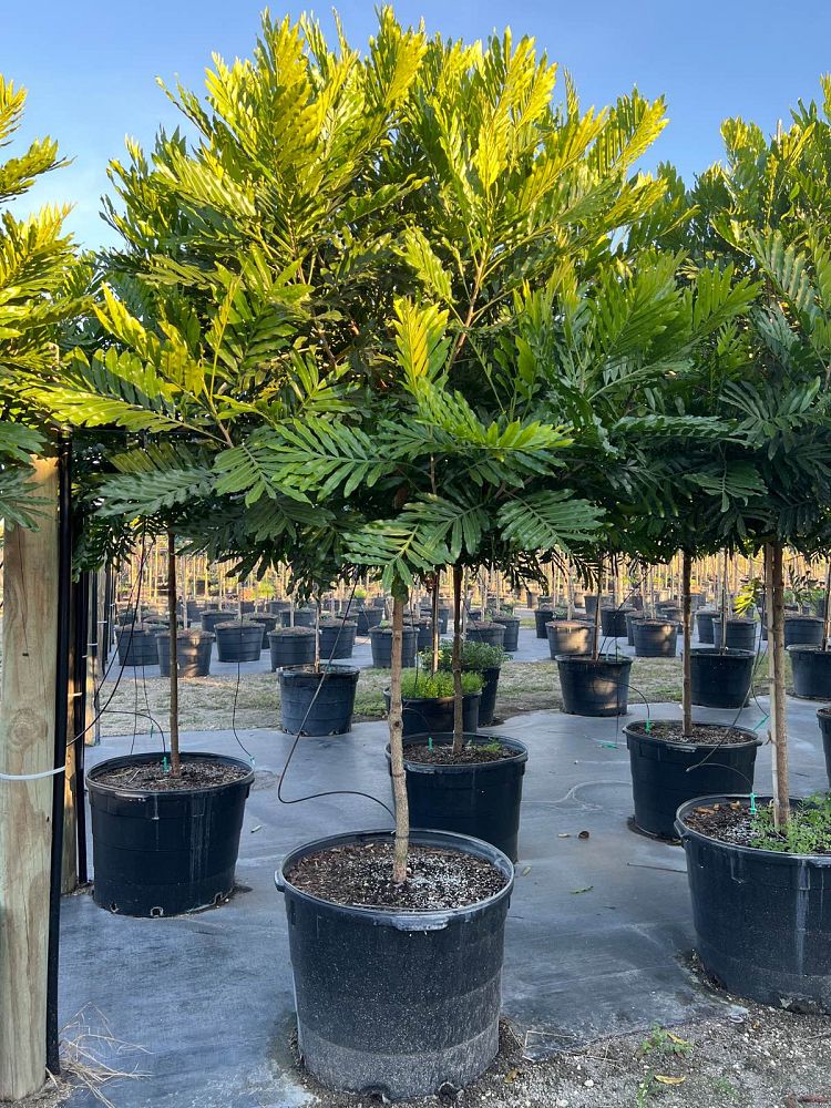 filicium-decipiens-japanese-fern-tree