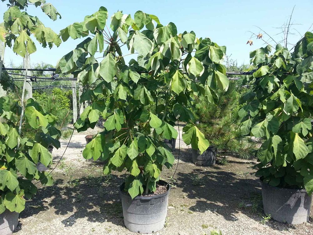 firmiana-simplex-chinese-parasol-tree