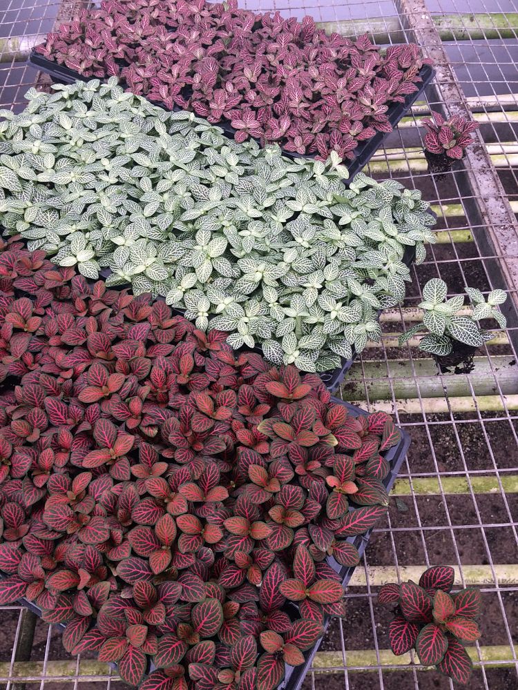 fittonia-albivenis-mosaic-plant-painted-net-leaf-painted-net-leaf-silver-net-leaf-nerve-plant