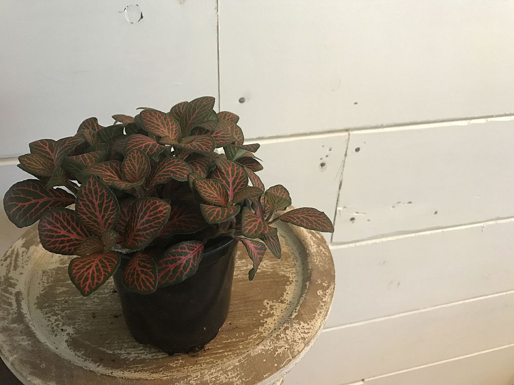 fittonia-albivenis-mosaic-plant-painted-net-leaf-painted-net-leaf-silver-net-leaf-nerve-plant