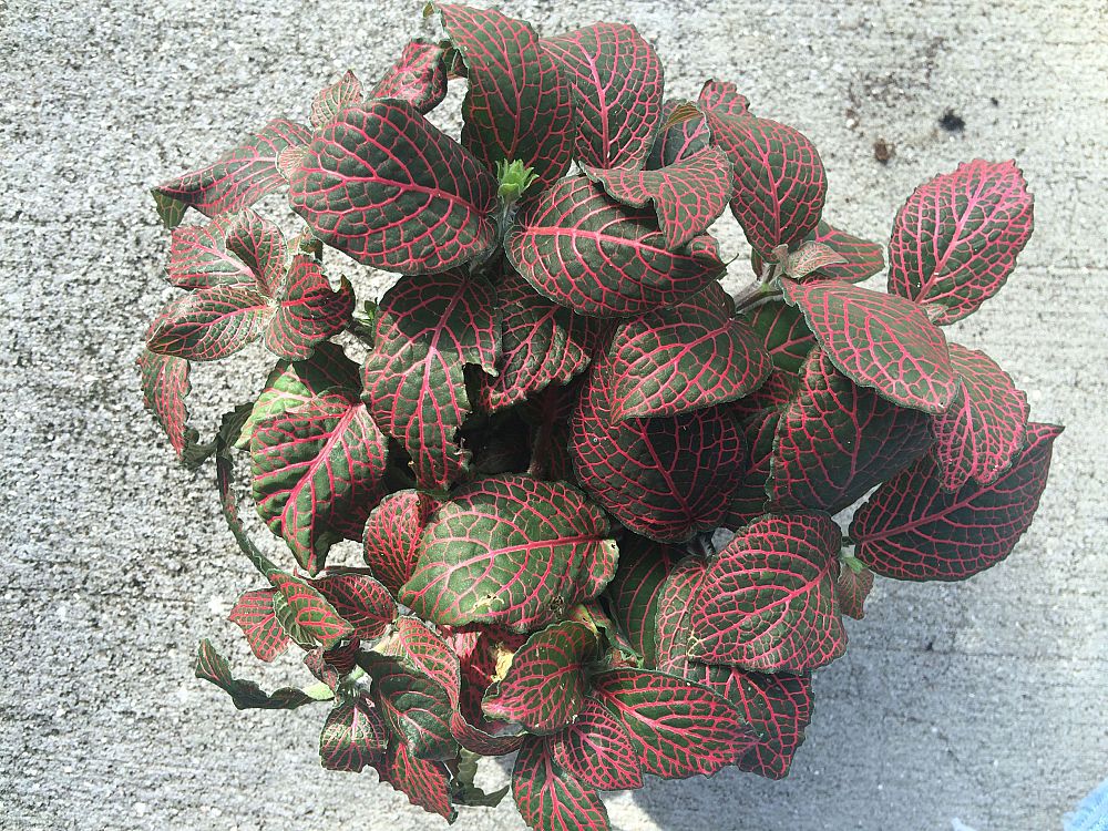 fittonia-albivenis-mosaic-plant-painted-net-leaf-painted-net-leaf-silver-net-leaf-nerve-plant