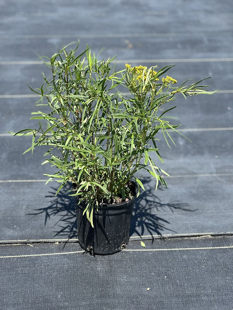 flaveria-linearis-yellowtop