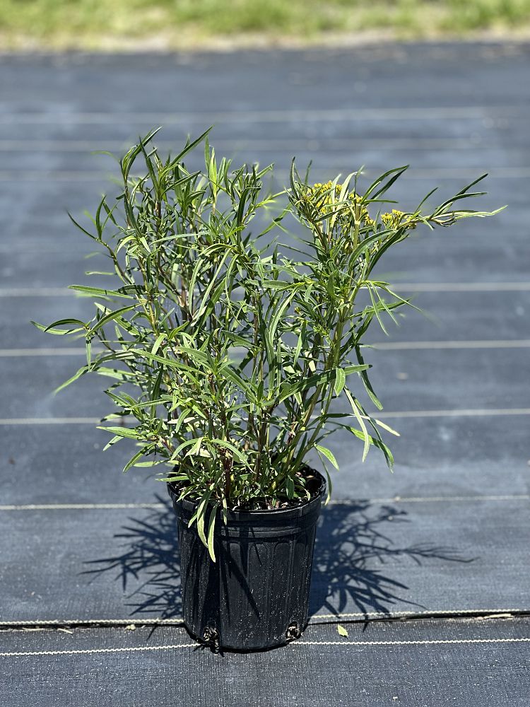 flaveria-linearis-yellowtop
