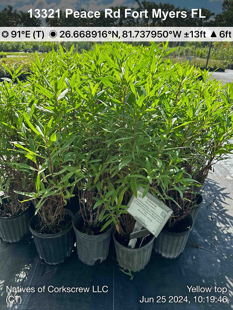 flaveria-linearis-yellowtop