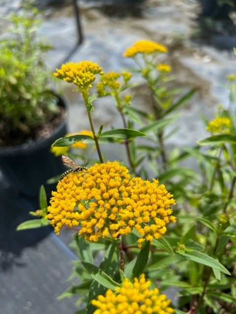 flaveria-linearis-yellowtop