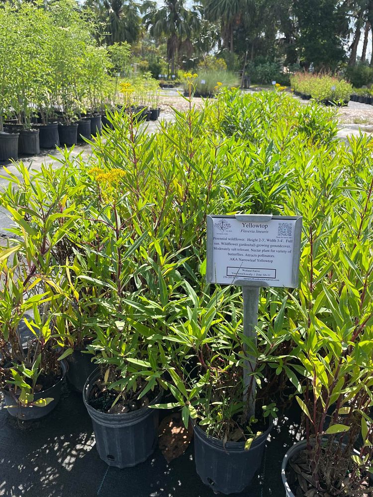 flaveria-linearis-yellowtop