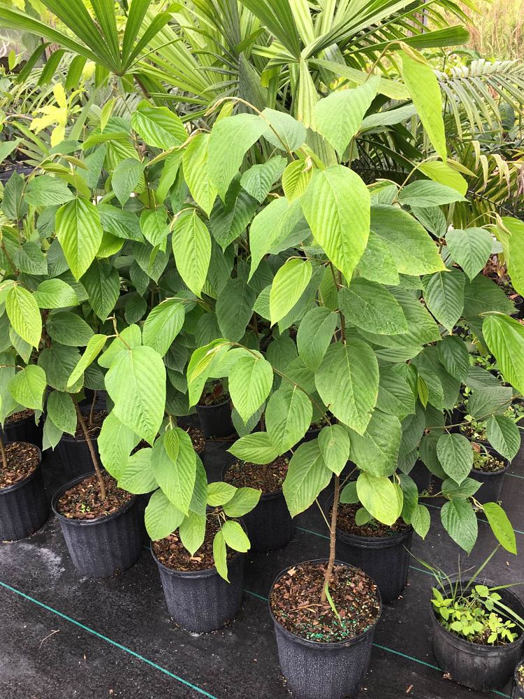 flemingia-strobilifera-wildhops
