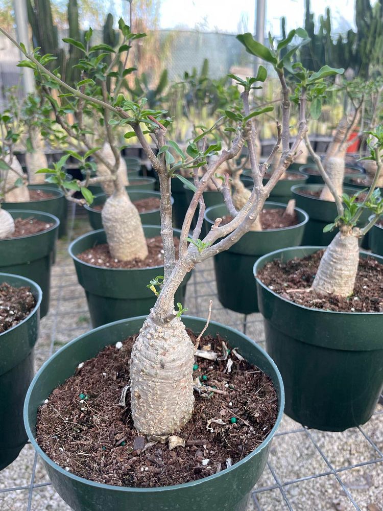 fockea-edulis