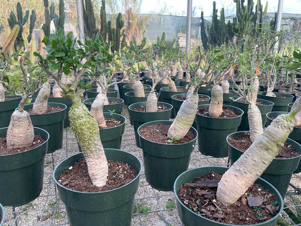 fockea-edulis