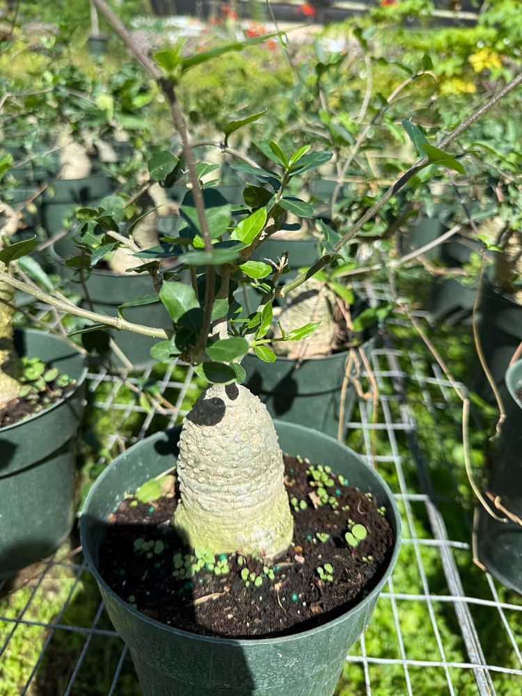 fockea-edulis