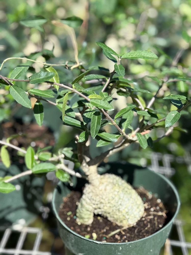 fockea-edulis