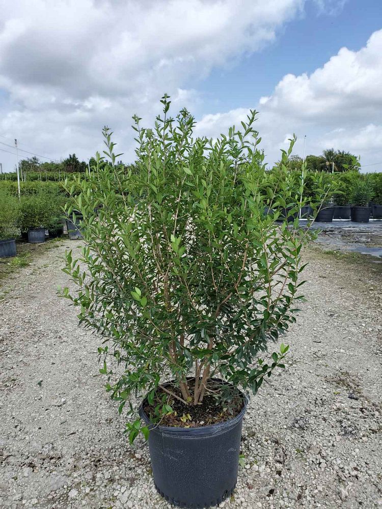 Victoria Farms Ornamental Plants