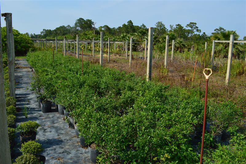 forestiera-segregata-florida-privet