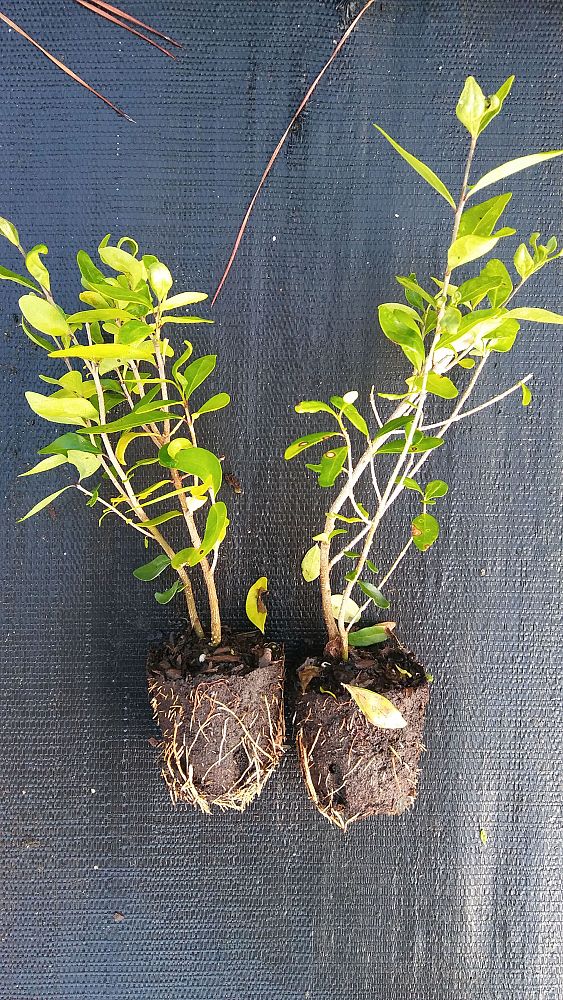 forestiera-segregata-florida-privet
