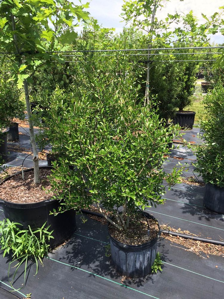 forestiera-segregata-florida-privet