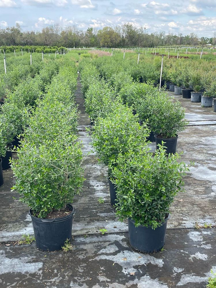forestiera-segregata-florida-privet