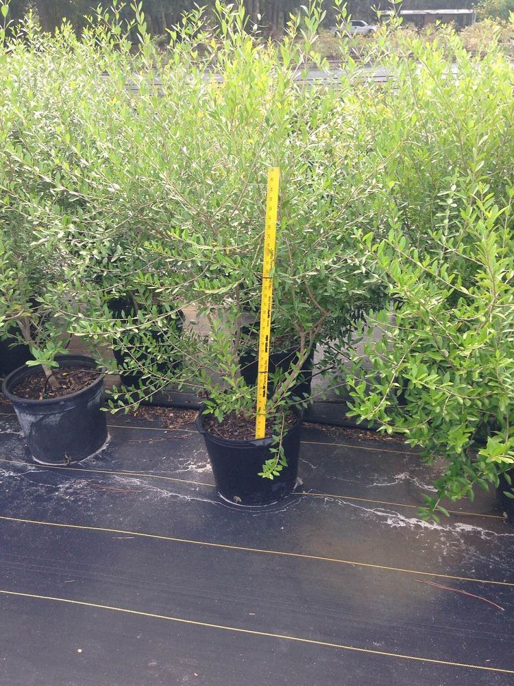 forestiera-segregata-florida-privet