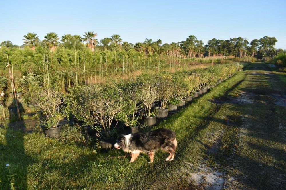 forestiera-segregata-florida-privet