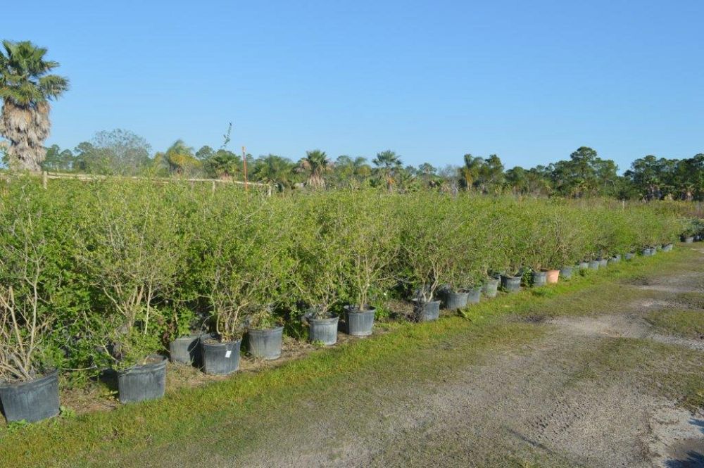 forestiera-segregata-florida-privet
