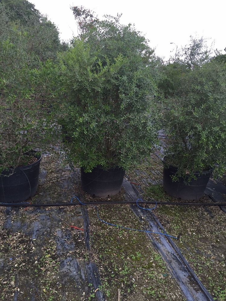 forestiera-segregata-florida-privet