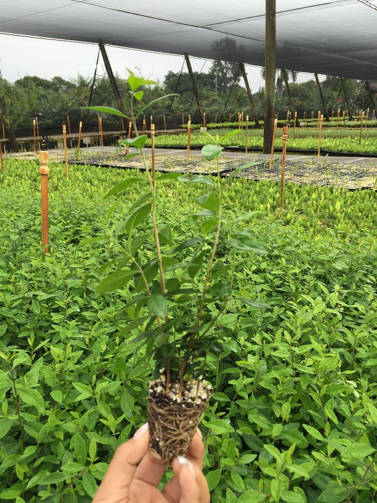 forestiera-segregata-florida-privet