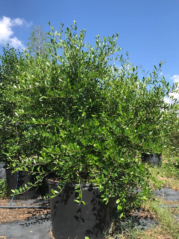 forestiera-segregata-florida-privet