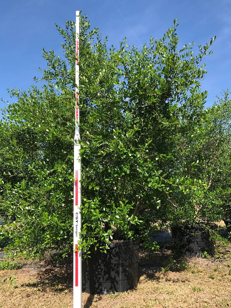 forestiera-segregata-florida-privet