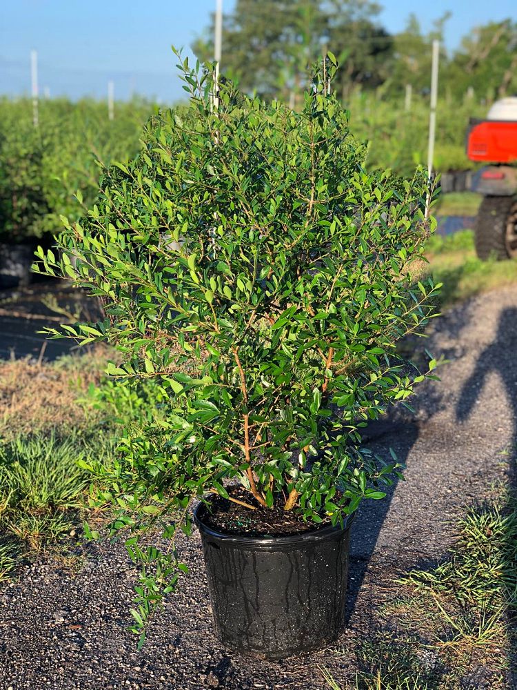 forestiera-segregata-florida-privet