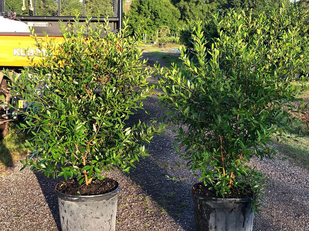 forestiera-segregata-florida-privet