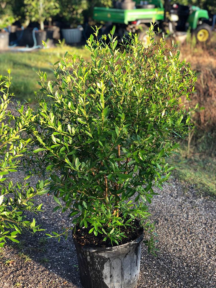 forestiera-segregata-florida-privet