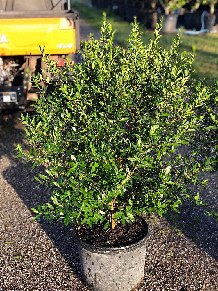 forestiera-segregata-florida-privet