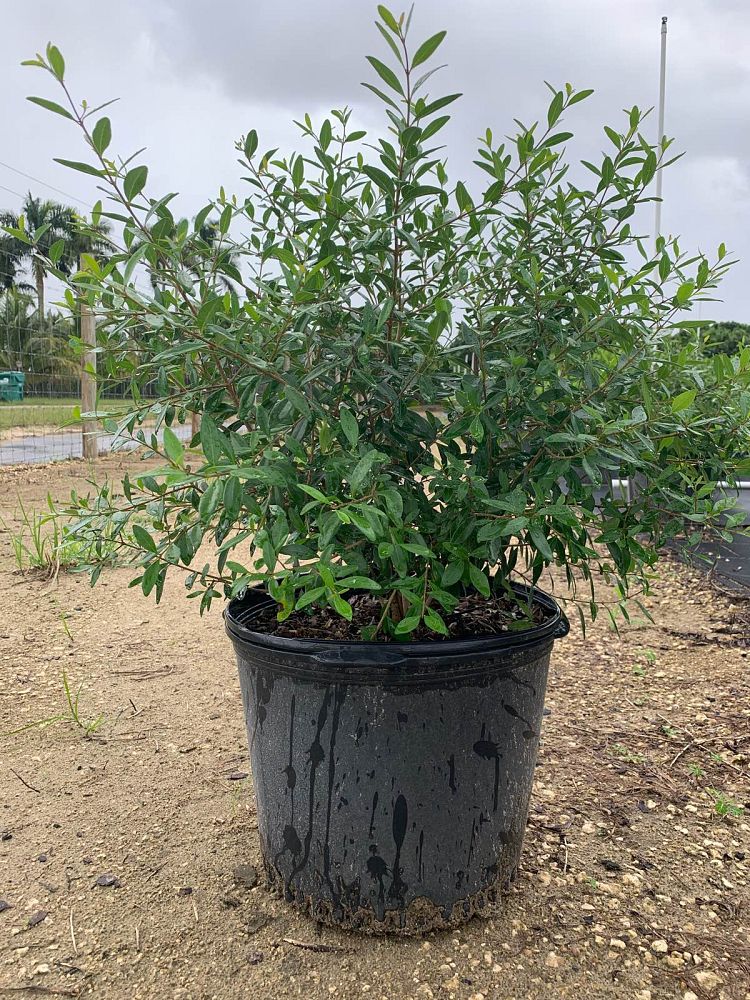 forestiera-segregata-florida-privet
