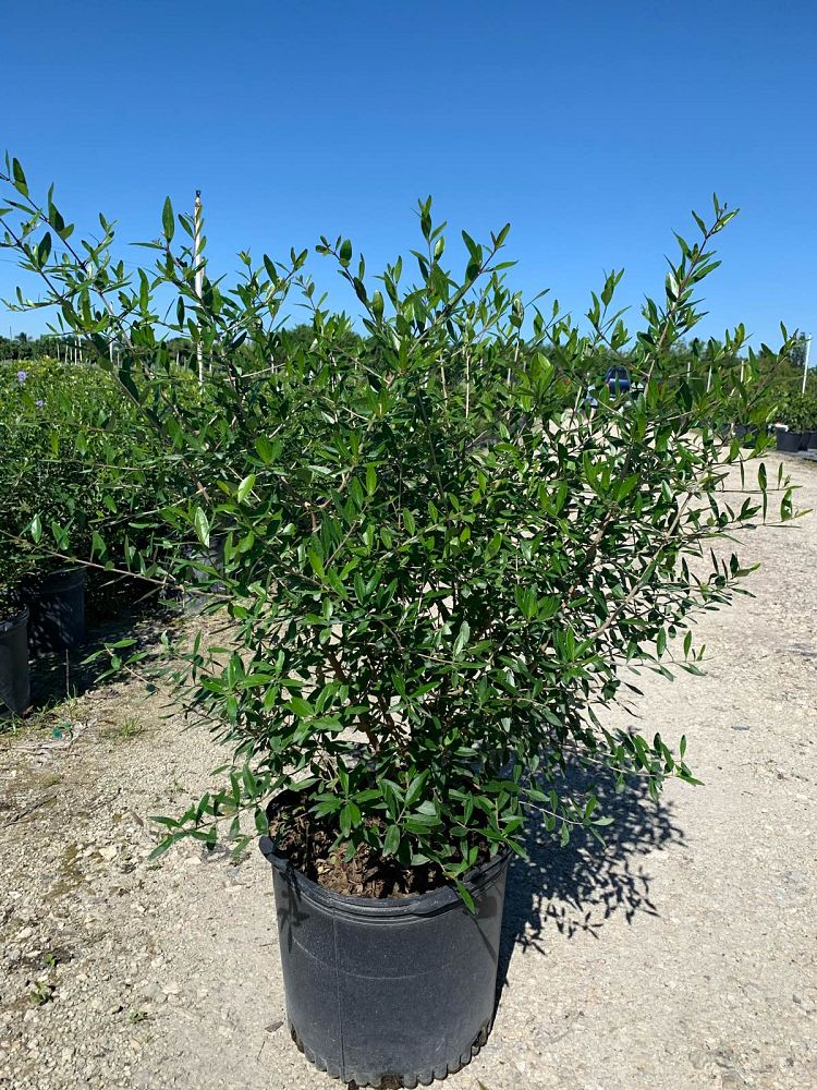 forestiera-segregata-florida-privet
